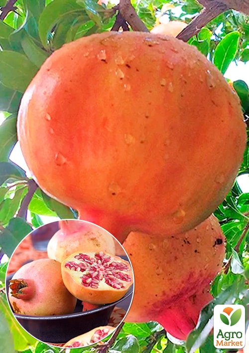 Гранат "Маліссі" (середній термін дозрівання)