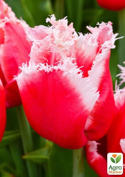 Тюльпан "New Santa" (размер 10/11 , крупный) 3шт в упаковке