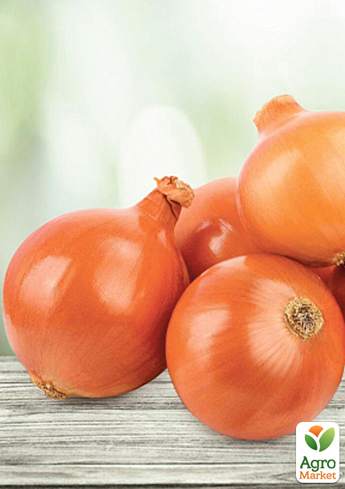 Голландский лук-севок 0.5кг (арбажейка) ранний, желтый "SHERMAN"