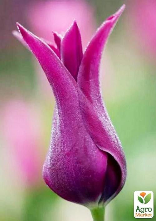 Тюльпан "Burgundy" (размер 10/11 , крупный) 3шт в упаковке