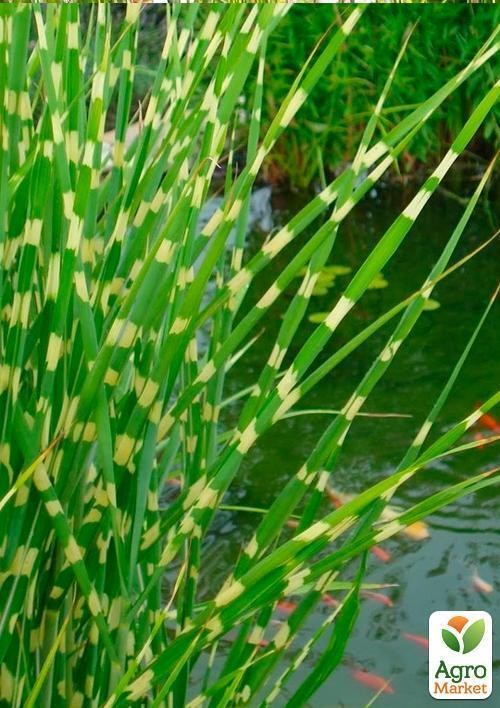 Камиш Табернемонтана Зебріна - фото 3