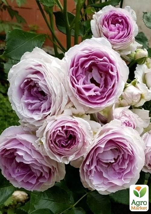 Роза в контейнере флорибунда "Vesalius" (саженец класса АА+) - фото 2