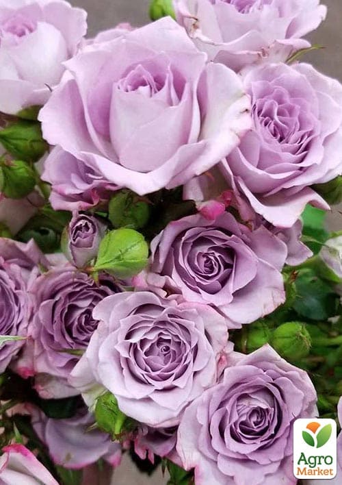 Роза чайно-гибридная "Блю Мун" (очень ароматная!) (саженец класса АА+) высший сорт - фото 2