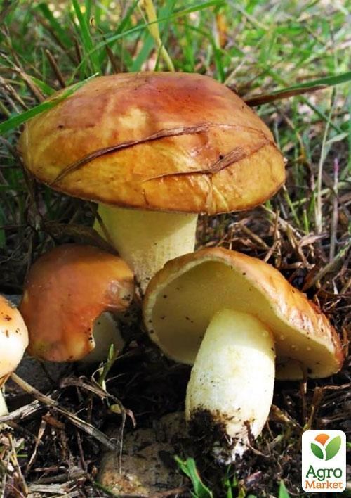 Сухой зерновой мицелий "Масленок зернистый" 100г