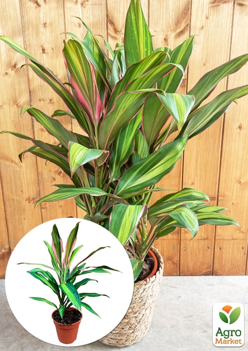 LMTD Кордилина "Lime" (высота 35-45см)