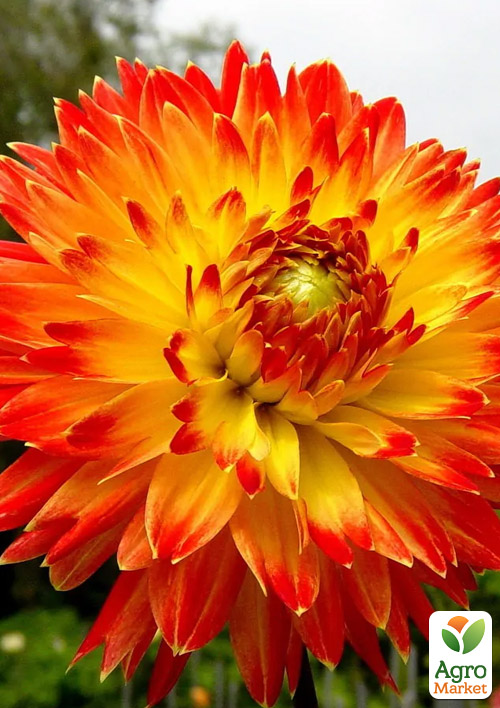 Жоржина "Procyon"