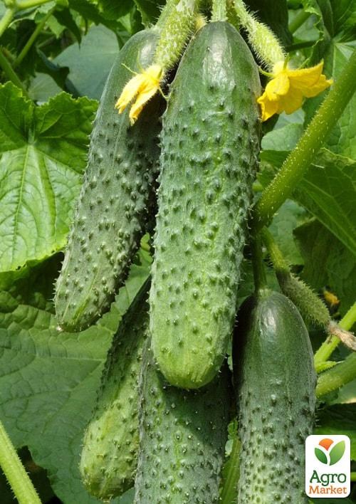 Огурец "Мачо" (в банке) ТМ "Весна Органик" 8г