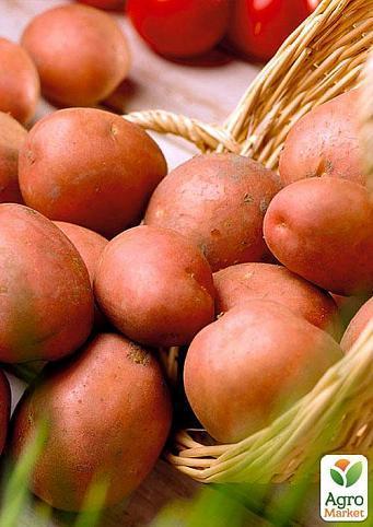 Насіннєвий среднепоздний картопля "Моцарт" (на жарку, 1 репродукція) 3 кг