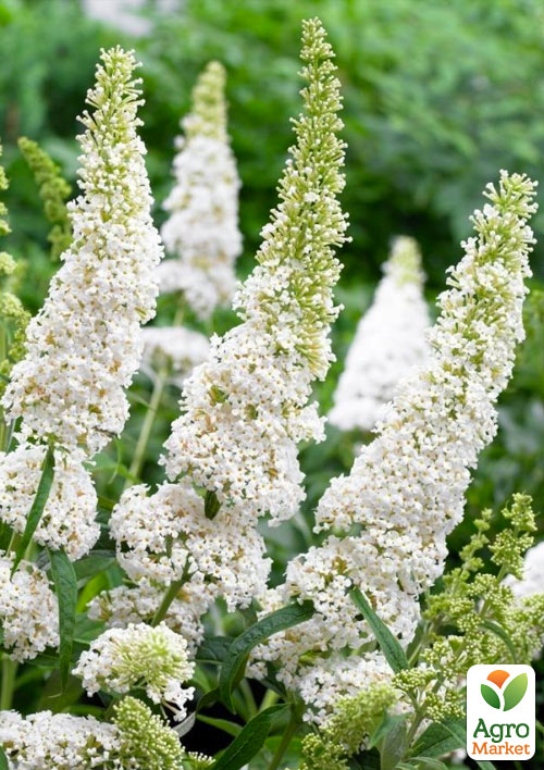 Буддлея Давида "White Profusion"