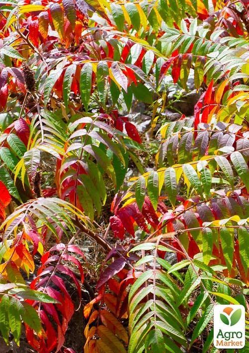 Сумах Віргінський (Оцтове дерево) - фото 3