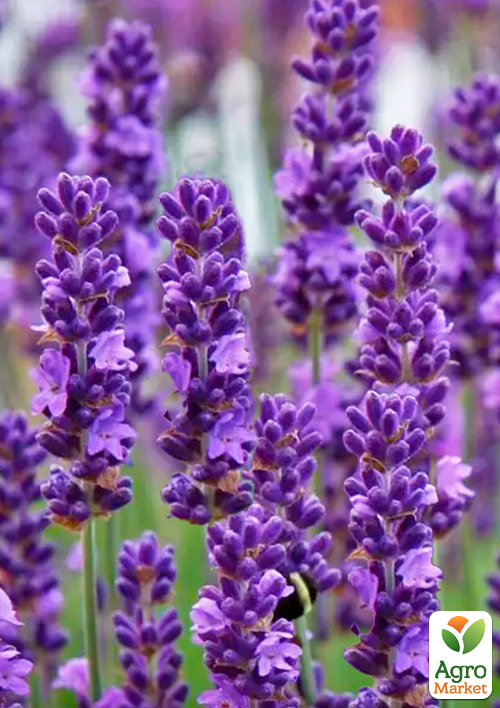 LMTD Лаванда английская 2-х летняя "Angustifolia" (20-30см) - фото 4