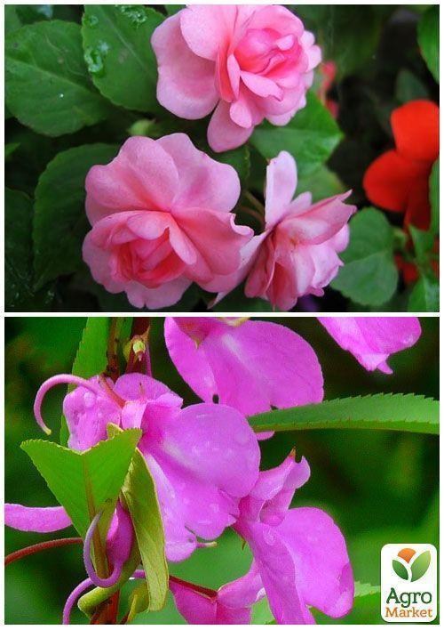 На вагу Бальзамін "Камелія" суміш ТМ "Весна" ціна за 3г - фото 4