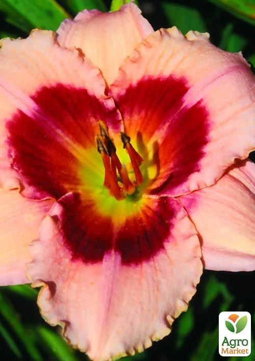 Лилейник "Wineberry Candy" 1шт в упаковке - фото 2