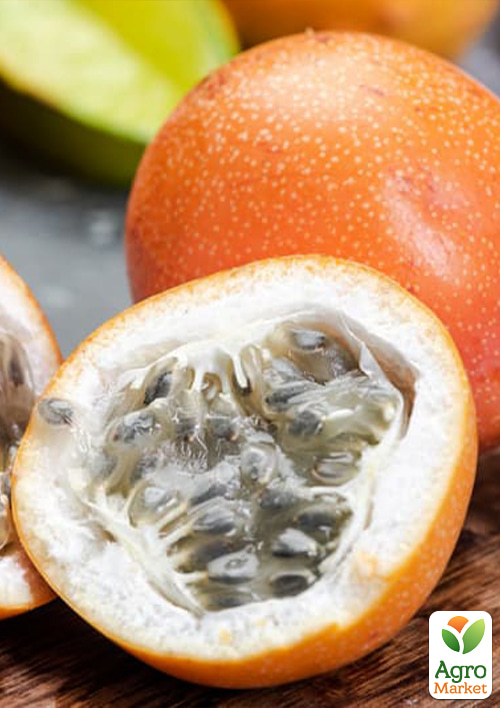 Гранадилла сладкая (Passiflora ligularis) вазон Р9