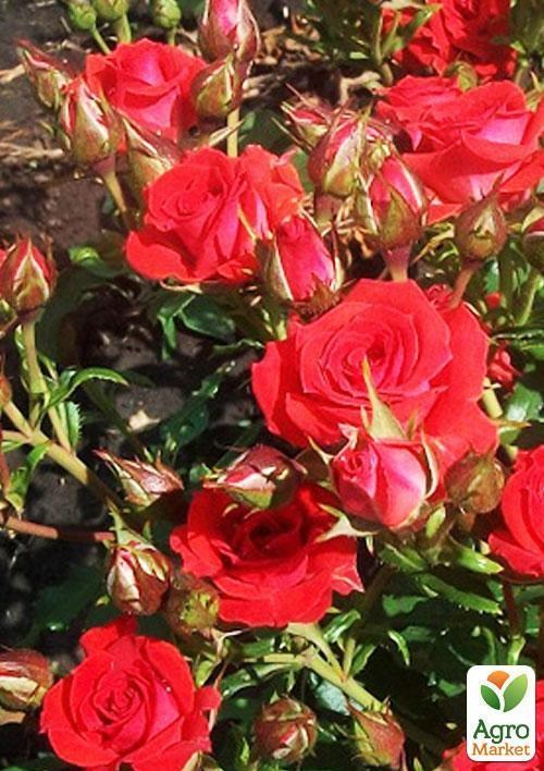 Роза патіо "Ред Мікадо"