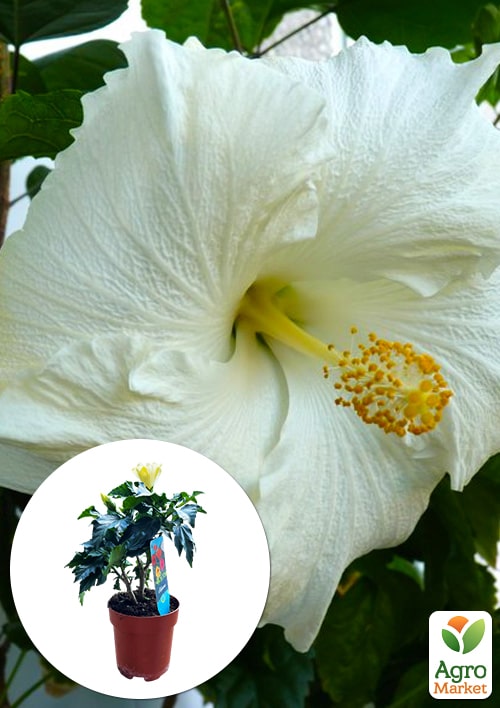 Гибискус комнатный "Boreas White" 