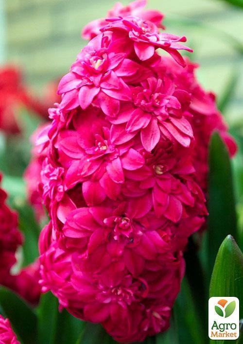 Гиацинт махровый "Hollyhock" 2шт в упаковке