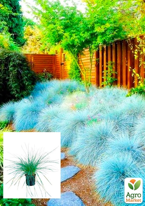 Овсяница сизая  "Intense Blue"