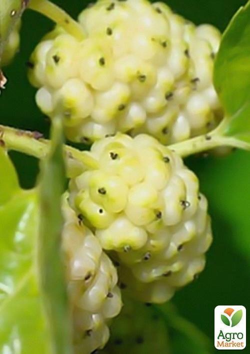 Шовковиця великоплідна "Стамбульська біла" (літній сорт, середній термін дозрівання) - фото 5