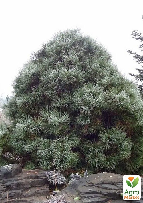 Сосна Джеффри "Pinus Jeffreyi" ( горшок P9)