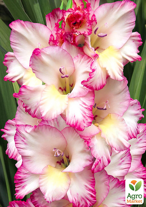 Гладіолус "Priscilla"