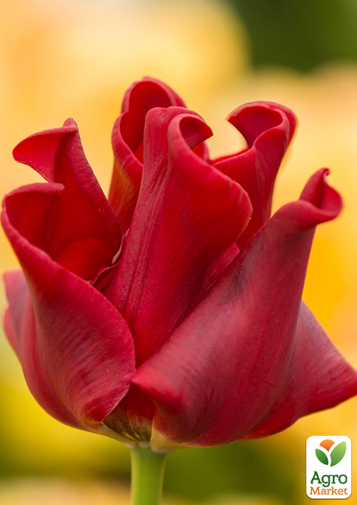 Тюльпан "Red Dress" 