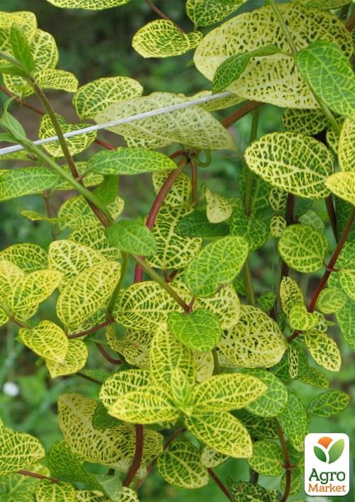 Жимолость "Aureoreticulata Japonica" (Декоративная, плетистая) С2 - фото 2