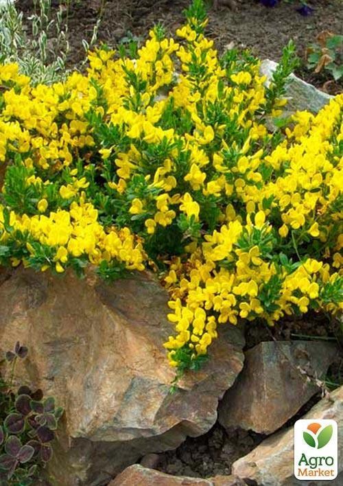 Ракитник Cytisus Scoparius "Vanessa" - фото 4