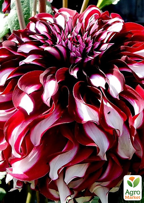 Георгина "X-Factor" (гигантский цветок)