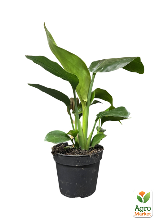 Стрелиция Гигантская "Nicolai" (высота 40-50см) - фото 6