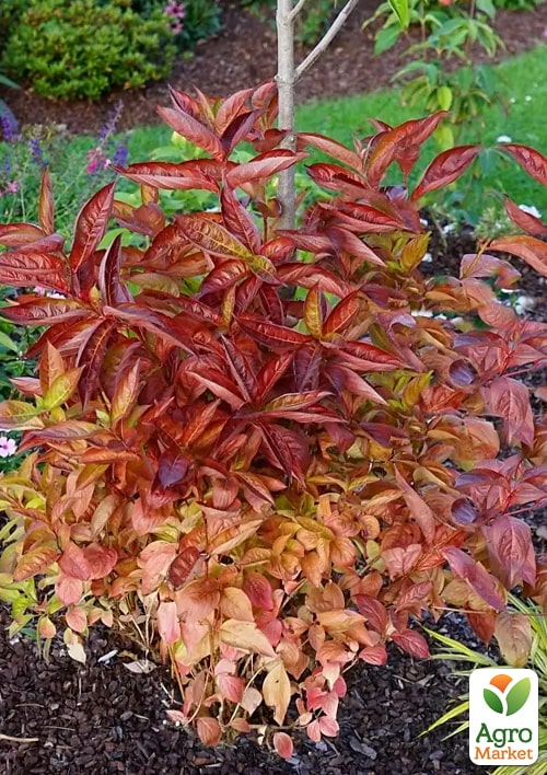 Вейгела "Wings Of Fire"  - фото 7