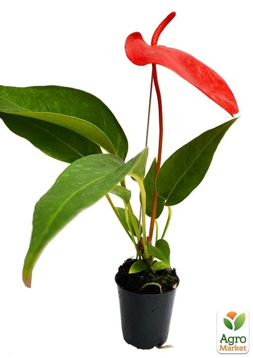 Антуріум (Anthurium) "Tropic Fire" - фото 6