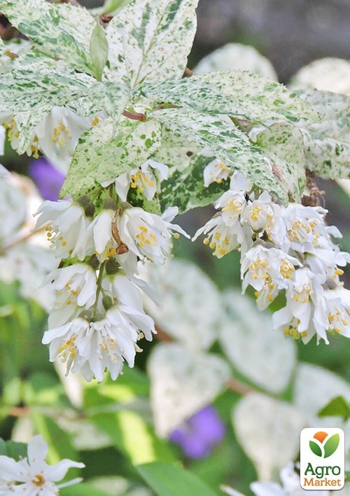 Дейция изящная "Variegata" 