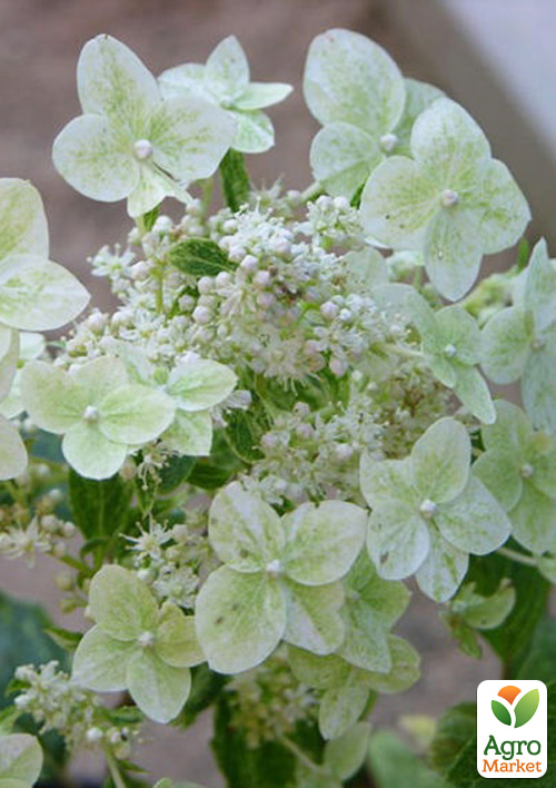 Гортензия 3-х летка метельчатая "Shikoku Flash"