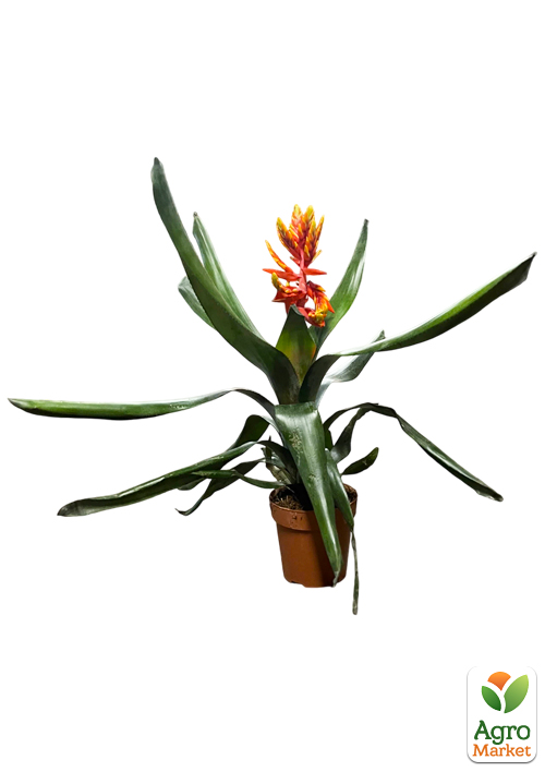 LMTD Ехмея пепіта "Elegant Flames" висота рослини 40-50см