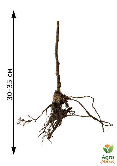 Эксклюзив! Малина светло-красная "Лори" (Lori) (премиальный ремонтантный сорт) - фото 6