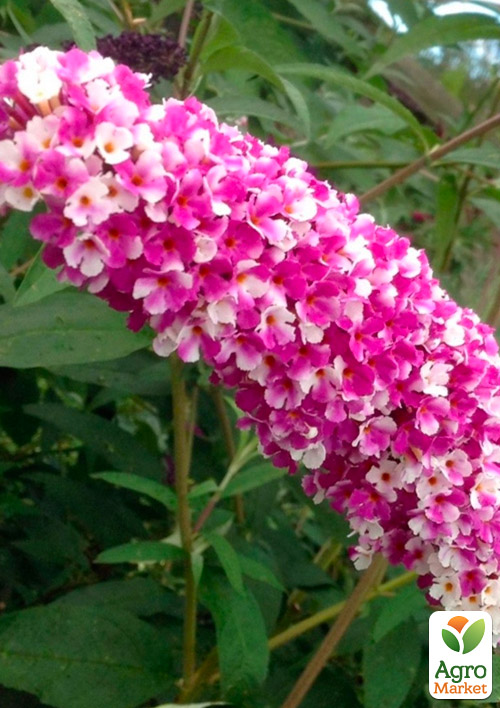 Буддлея Давида "Berries and Cream"