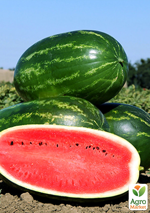 Арбуз "Мелина F1" ТМ "Clause" 1000шт - фото 2