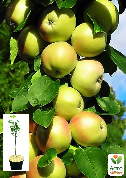 Яблоня колоновидная "Болеро" укорененная в контейнере (саженец 2 года)