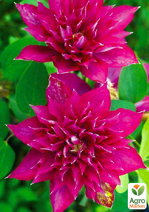 Клематис махровый "Fayer fleym" (Файер флейм)