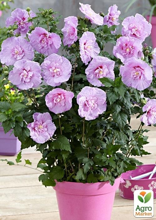 Гибискус сирийский "Lavender Chiffon" С1,5 высота 20-40 см - фото 3