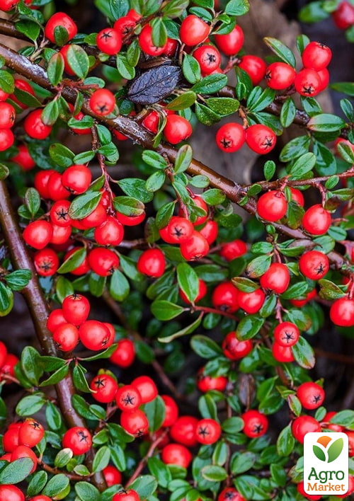 Кизильник гибридный "Coral Beauty", С2 - фото 2