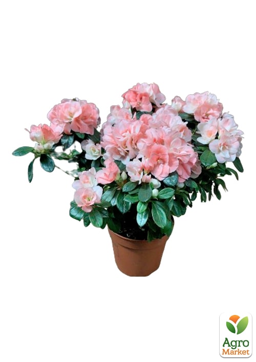 Рододендрон комнатный "Сhristine Matton" Нидерланды - фото 6