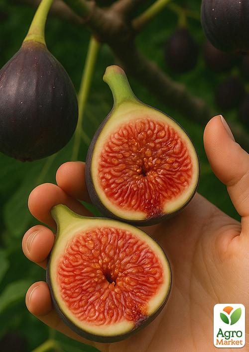 Инжир "Брева" (крупноплодный, самоплодный сорт)