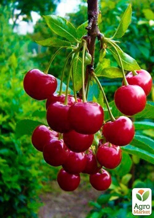 Вишня "Ранняя-2" (летний сорт, ранний срок созревания)