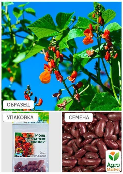 Квасоля крупноквіткова "Переможець" (Зипер) ТМ "Весна" 10шт - фото 2