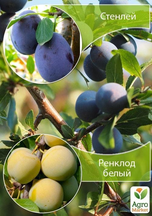 Дерево-сад Слива "Стенлей+Ренклод белый"