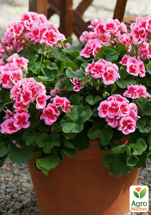Пеларгония зональная Dark Line "Pinkberry" 