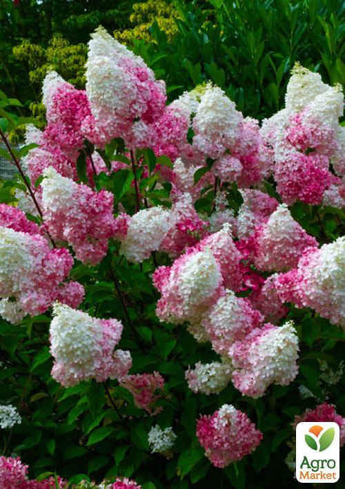 Гортензія волотиста "Sundae Fraise"