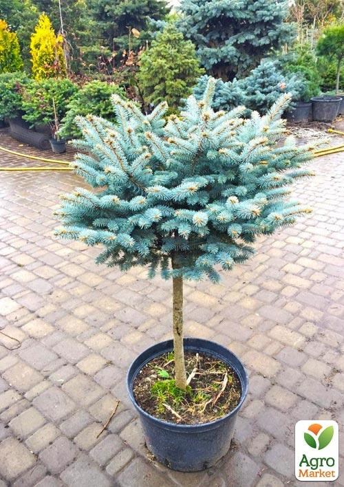 Пихта на штамбе "Bizarro" С3, высота от 30-50см